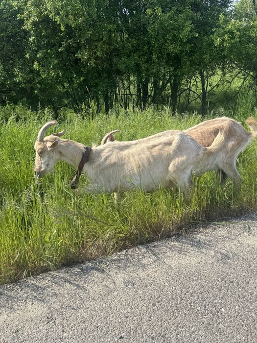 Capre bune  de lapte de la a treia fatare