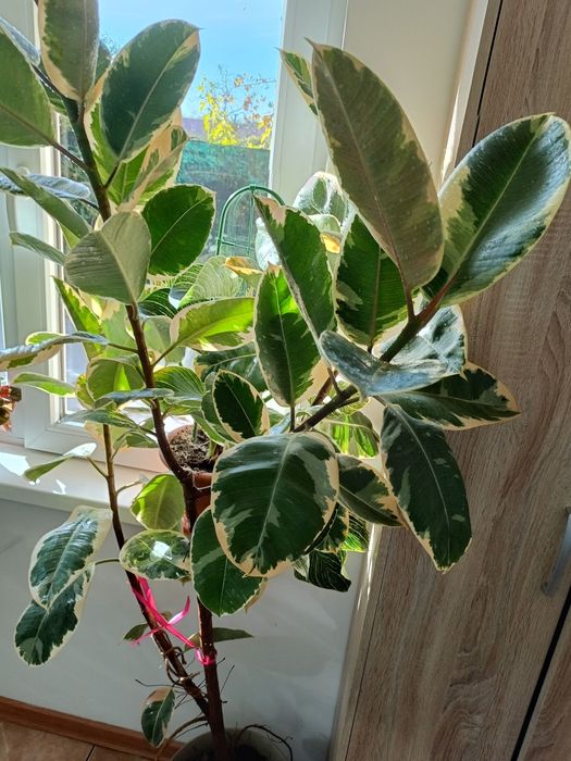 Plante verzi interior