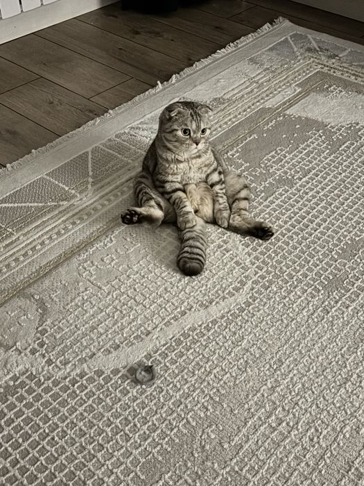 Котик по имени Кекс