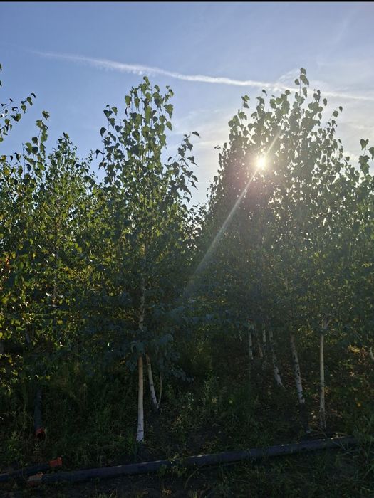 Vand mesteacan tei Arțar platan