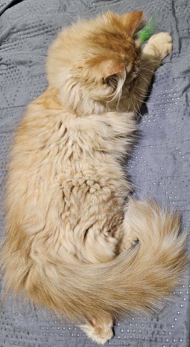 Продавам персийски котенца