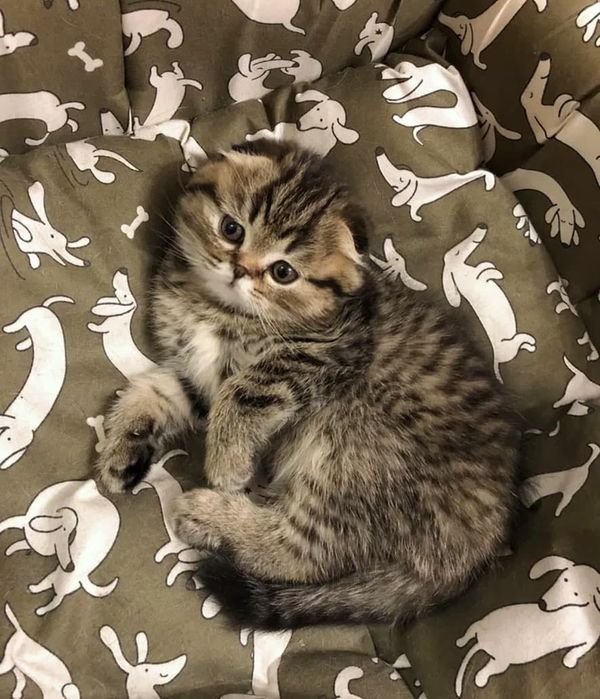 Продам шотландских котят