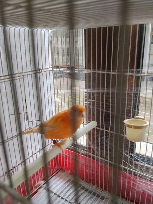 Sotiladi shmel moda ishlamagan hali