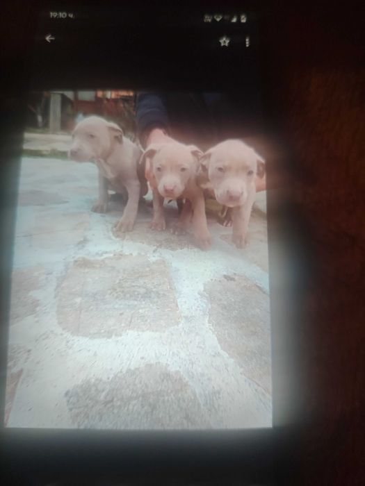 Продавам малки питболи