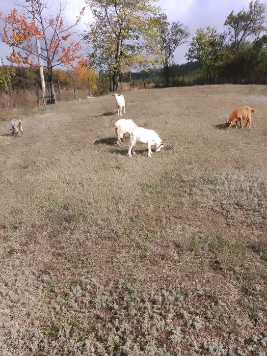 Vind Tapi , reproductie s-au sacrificare