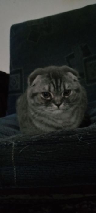 Scottish Fold 6 oylik