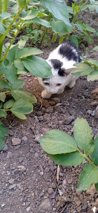 Котики в добрые руки