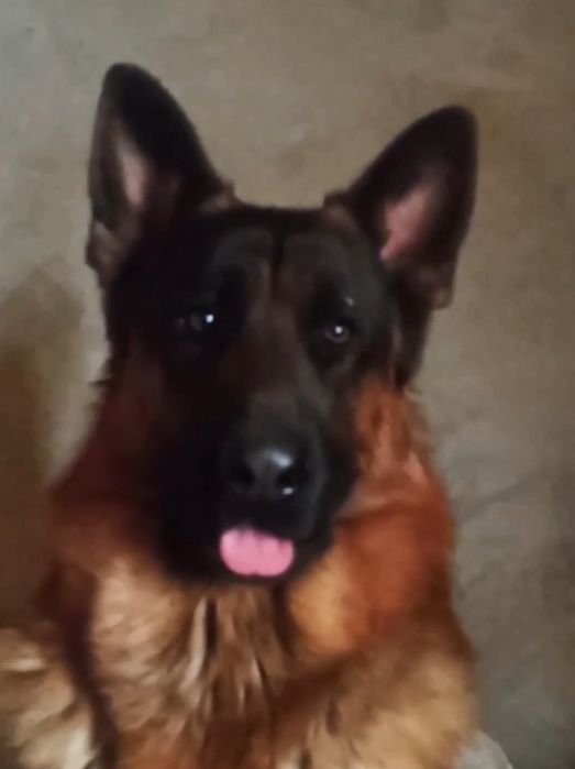 Щенок немецкой овчарки