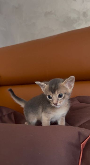котенца абисински