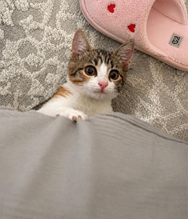 Отдам в добрые руки котёнка