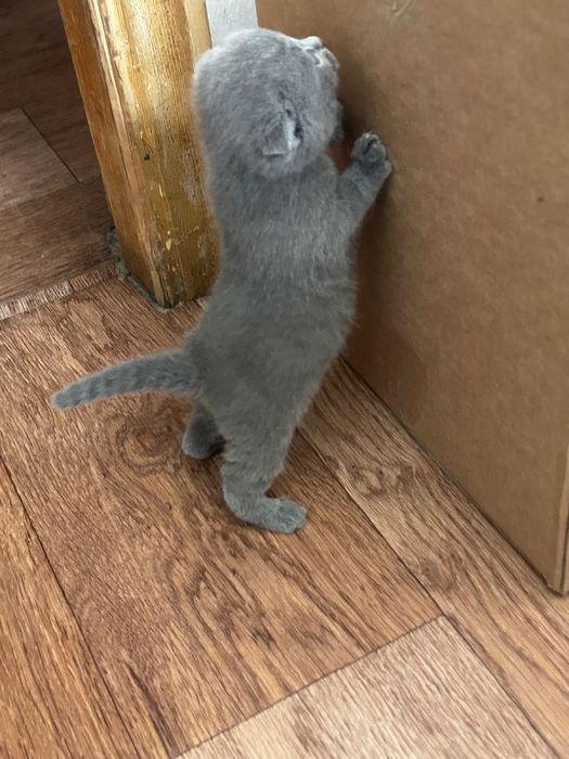 Котята вислоухи