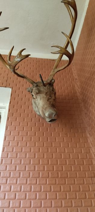 Голова оленя!!! Производство СССР.