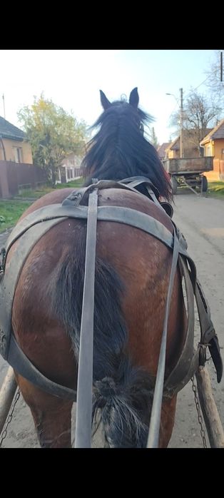 Vând sau schimb armăsar de șase ani e cuminte e blând trage bine