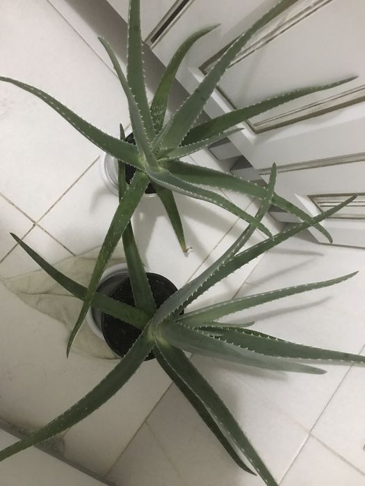 Алое вера лечебное