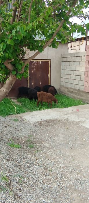 Тоқты қошқар бар