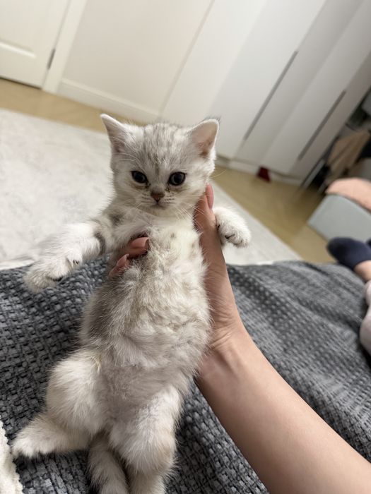 Шотладние котята