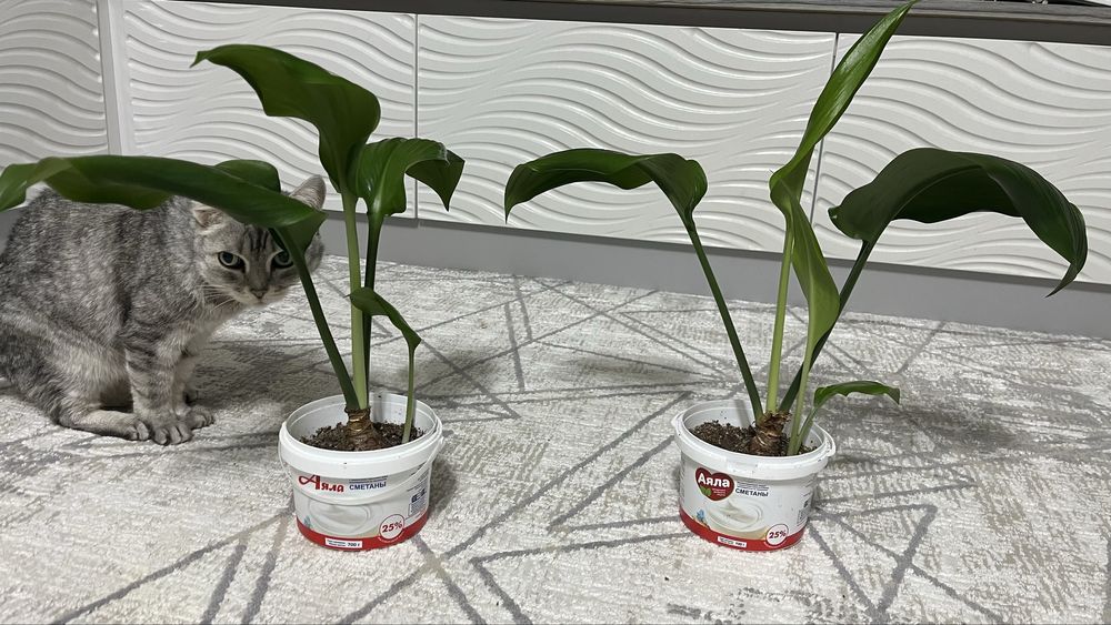 Продам цветы (АСПИДИСТРА)