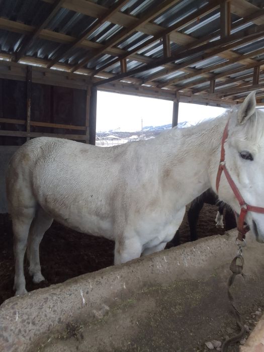 Ат согым сатылады