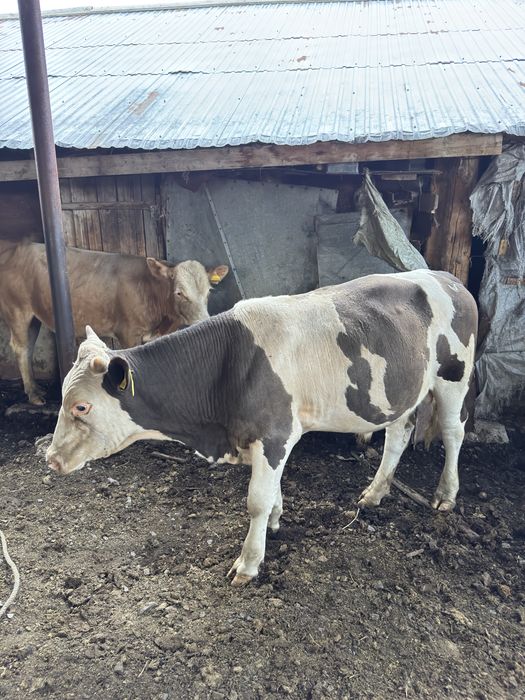 Продам бычков 1.5