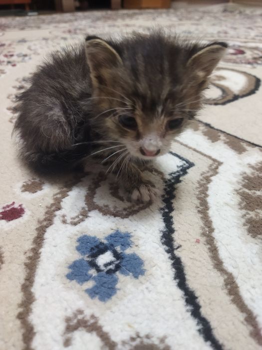 Котёнок ищет семью