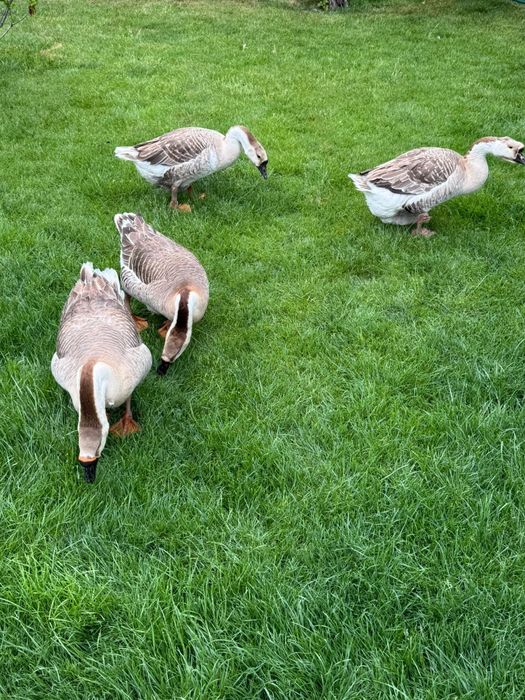 Gasca africana - familie 3+1