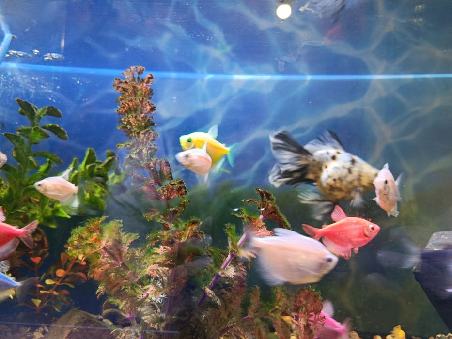 Аквариум ,с рыбками-20шт