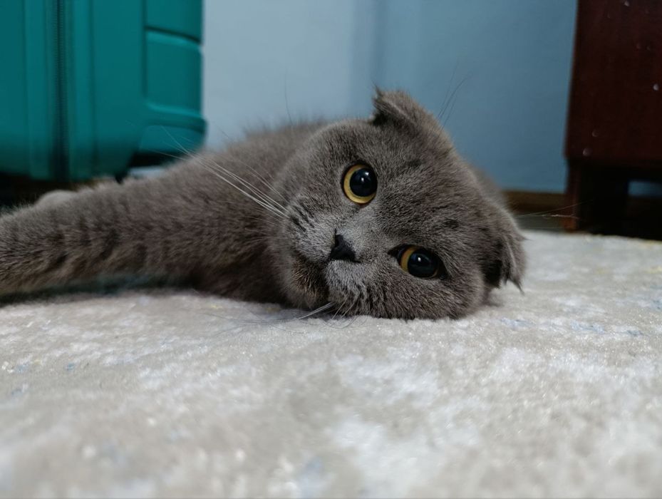 Кошка Скоттиш Фолд