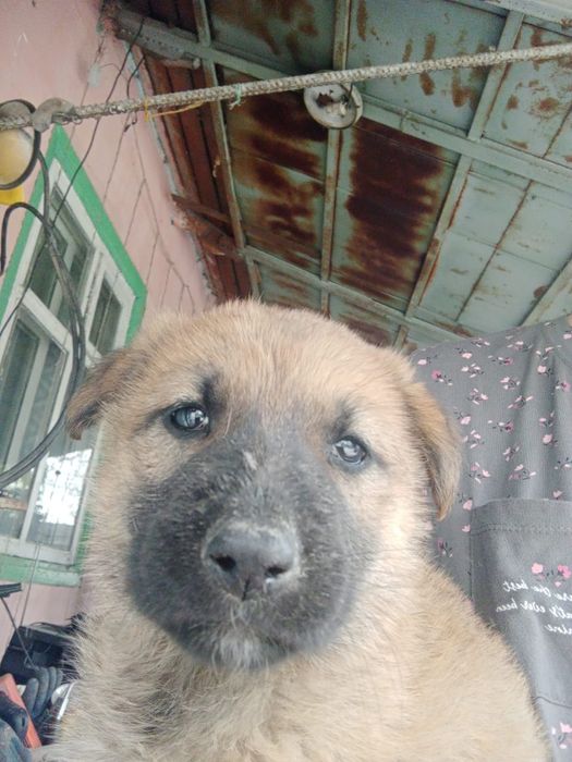 Отдам в ответственные руки