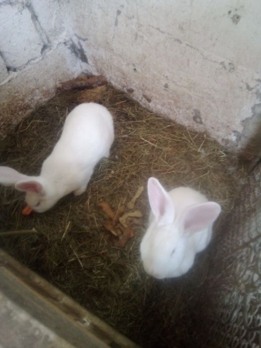 Vând două iepuroaice