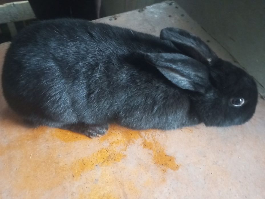 Quyonlar sotiladi damashni quyonlar yeb ichishiga javob arzon beramiz