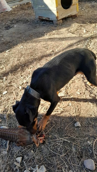 Продаётся ягтеръер