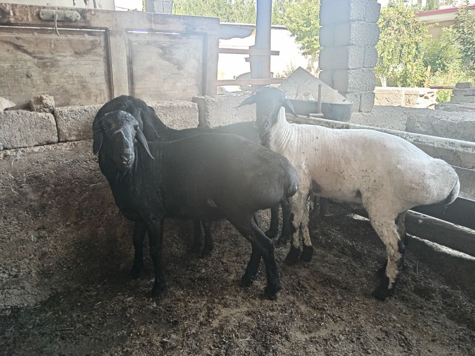 Qoshqor qochqorlar bor Toshkent shaxar boylap Dastavkamiza xizmatlarim