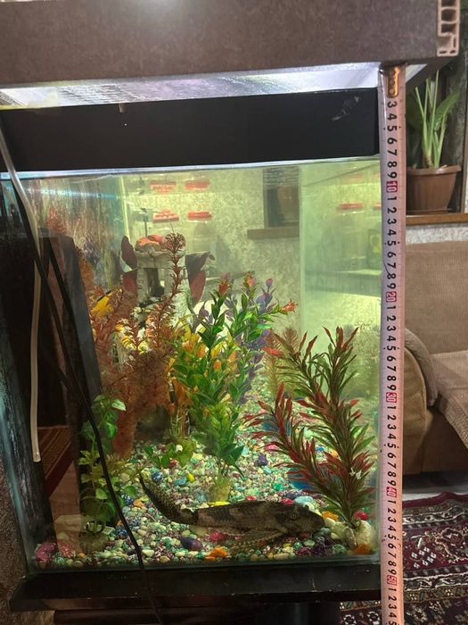 Akvaryum sotiladi 400L