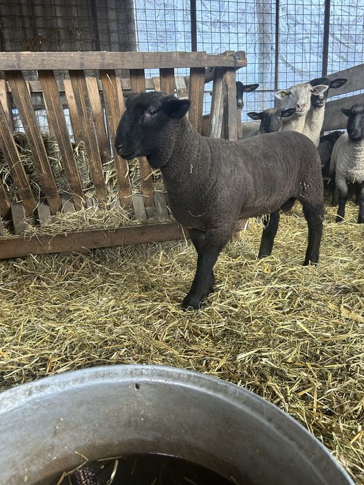 Mielute si berbecuti suffolk