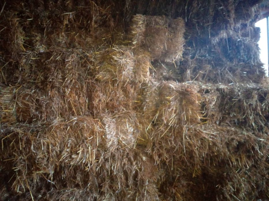 De vânzare baloți de paie de ovaz