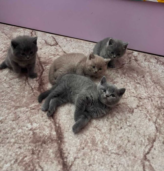 Британски котенца