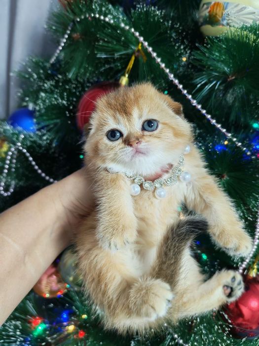 Чистокровные котята от правильной вязких