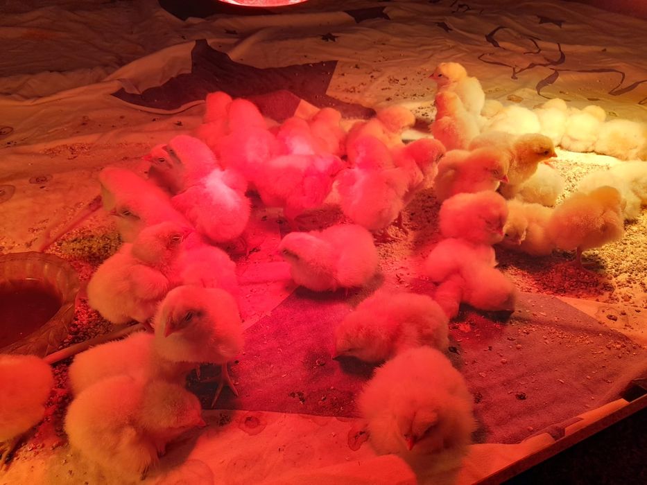 Pui la bresse au o zi