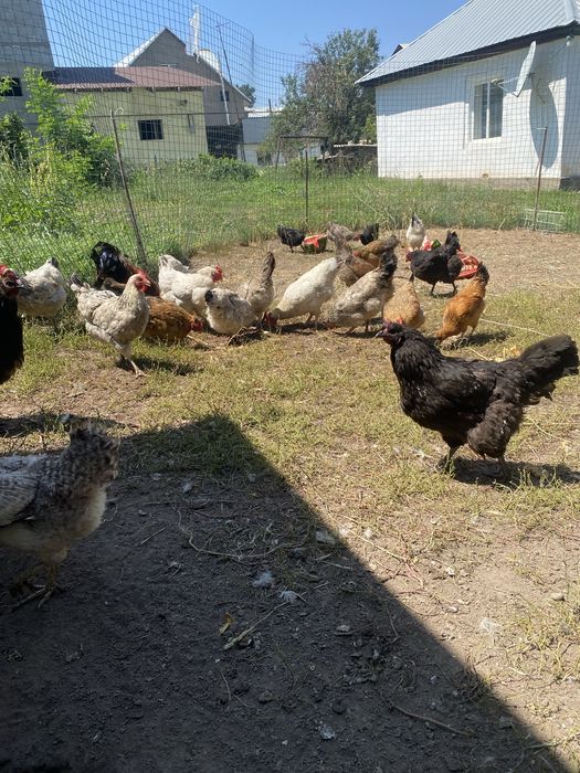 Продам домашние куры