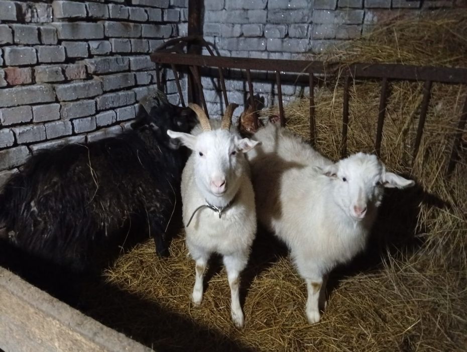 Пподам семью коз 100тыс