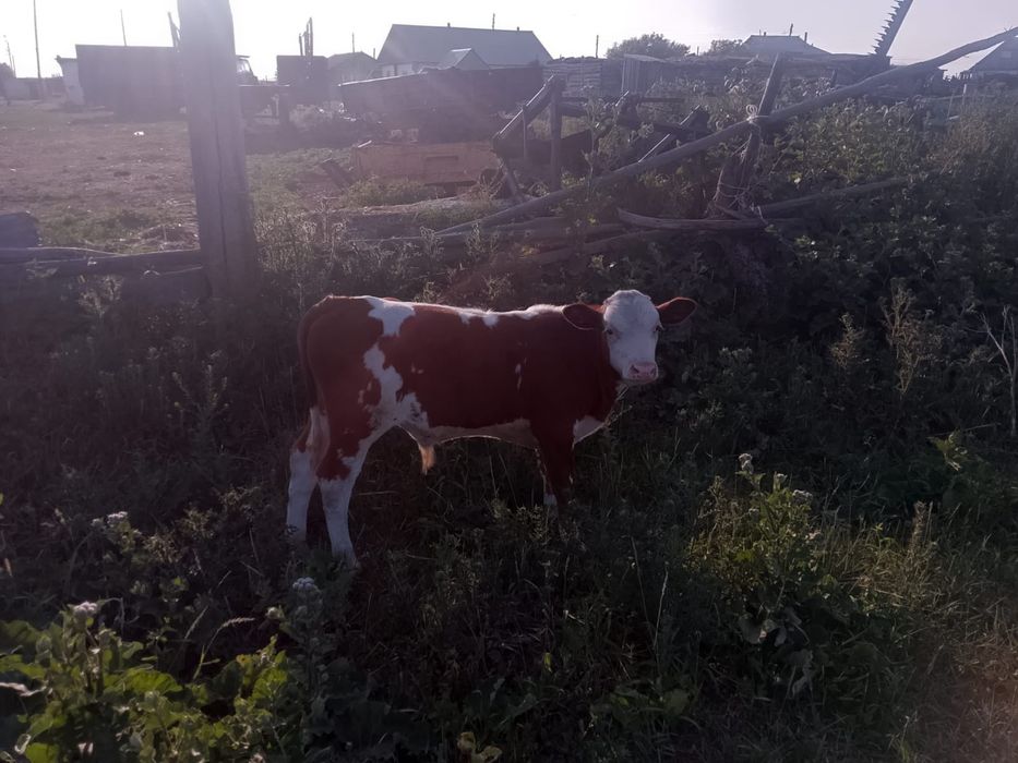 Продам бычка четырех месячного