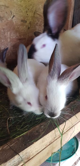 Iepuri uriașii de Transilvania