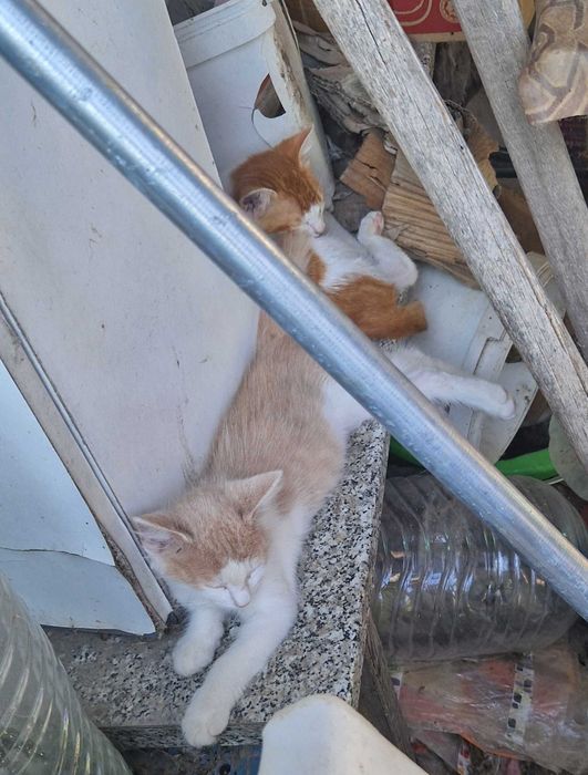 Бездомни котенца