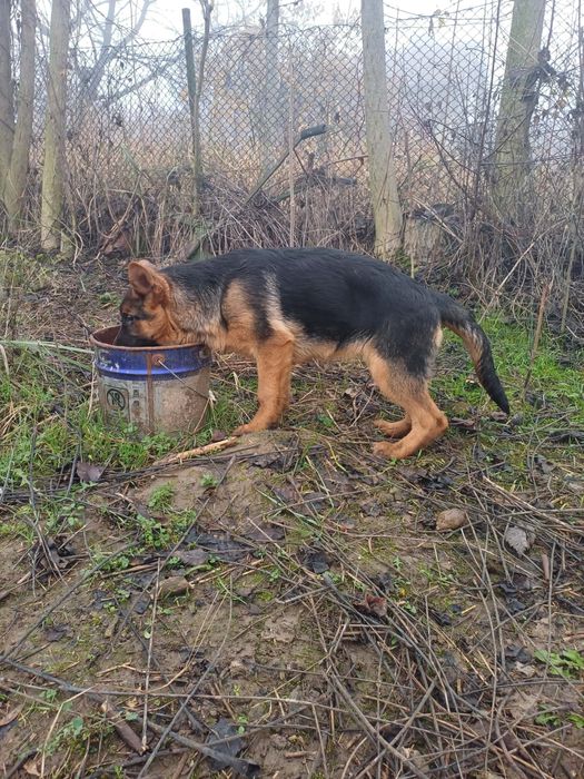 Немски овчарки.