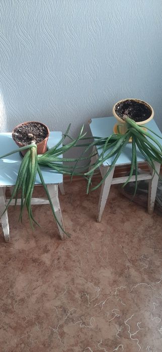 Продам цветы Алое Вера