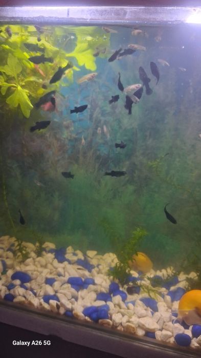 Моллинезия чёрная Московская