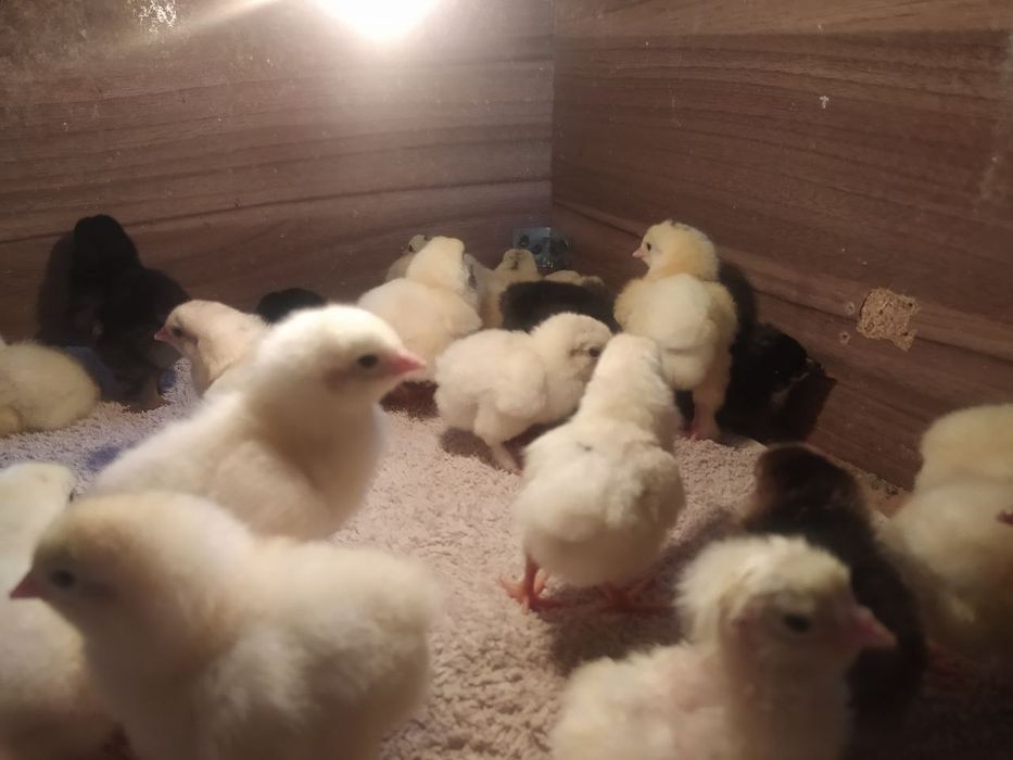 Цыплята  брама  продаются