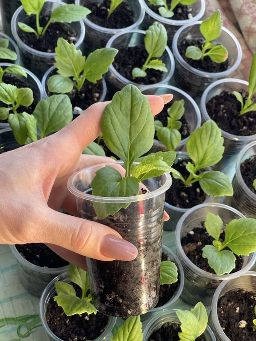 БРОНЬ НА АСТРЫ. смесь 4-х сортов