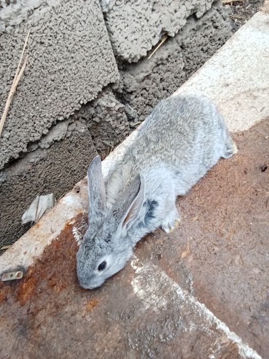 Домашние кролики 2,5 месяца не бояться людей