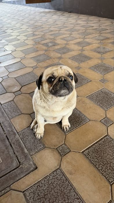 Продается собака Мопс